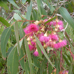 Red Flowering Yellow Gum