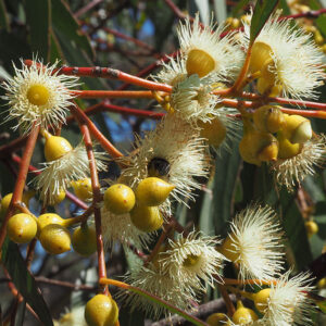 South Australian Blue Gum or Inland Blue Gum