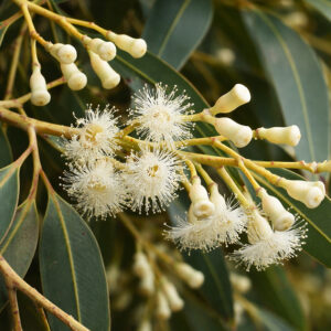 Thick-barked Sugar Gum