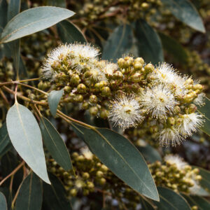 Powder Bark Wandoo