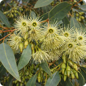Swamp Yate or Flat-topped Yate