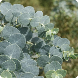 Baby Blue / Silver-leaved Mountain Gum
