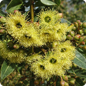 Coarse-leaved mallee