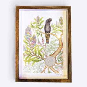 Glossy Black-Cockatoo