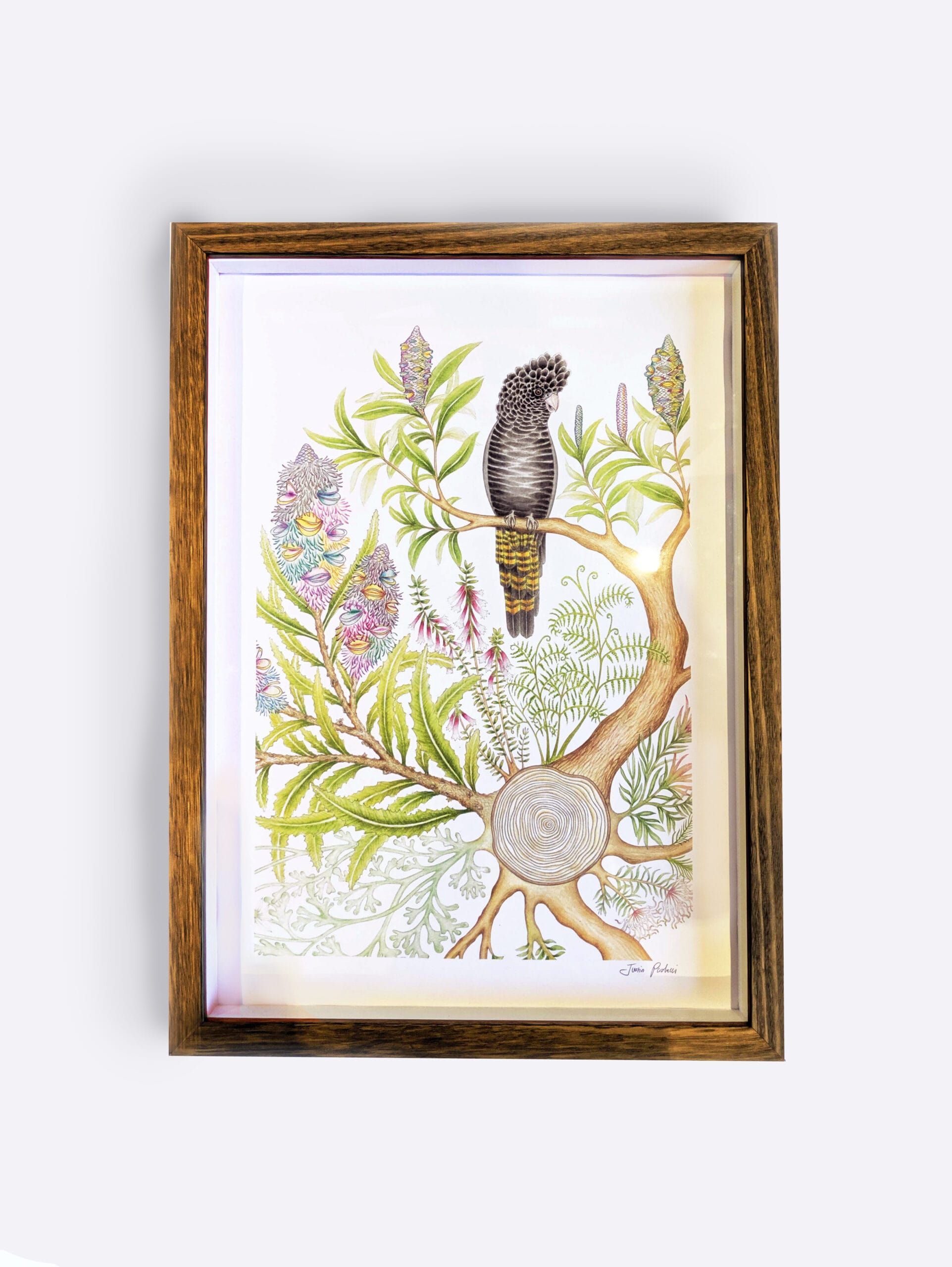 Glossy Black-Cockatoo