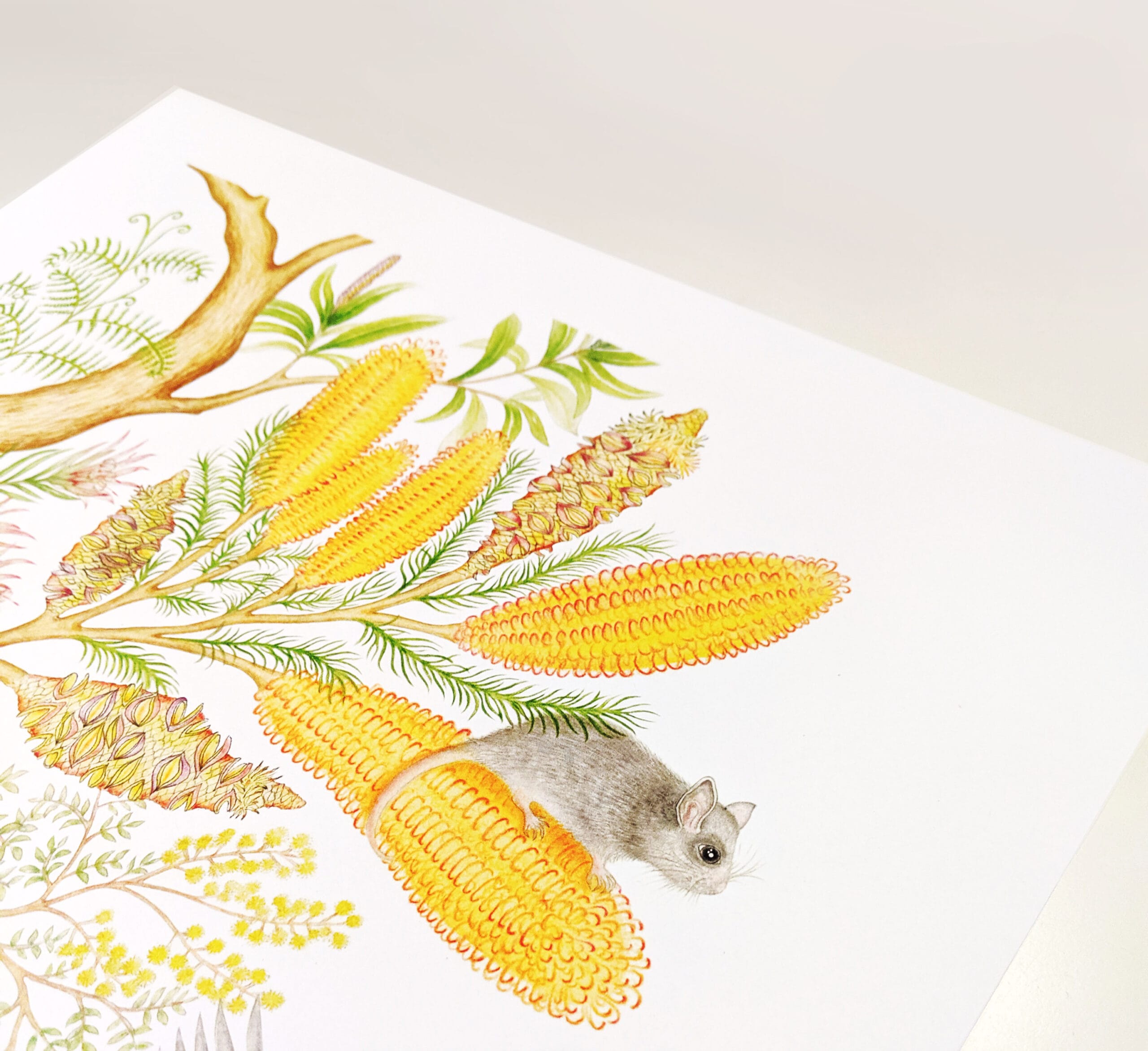 Eastern Pigmy Possum - Image 5